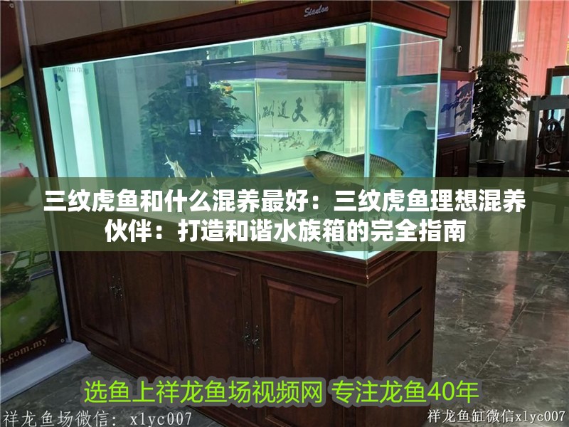 三紋虎魚和什么混養最好：三紋虎魚理想混養伙伴：打造和諧水族箱的完全指南