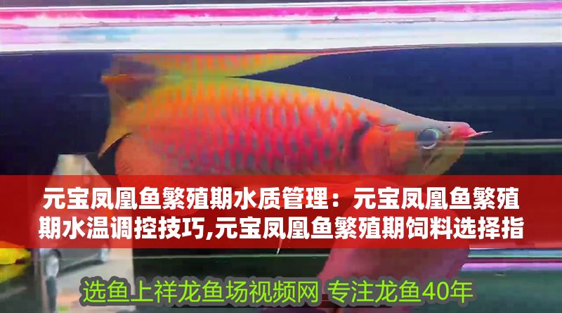 元寶鳳凰魚繁殖期水質管理：元寶鳳凰魚繁殖期水溫調控技巧,元寶鳳凰魚繁殖期飼料選擇指南