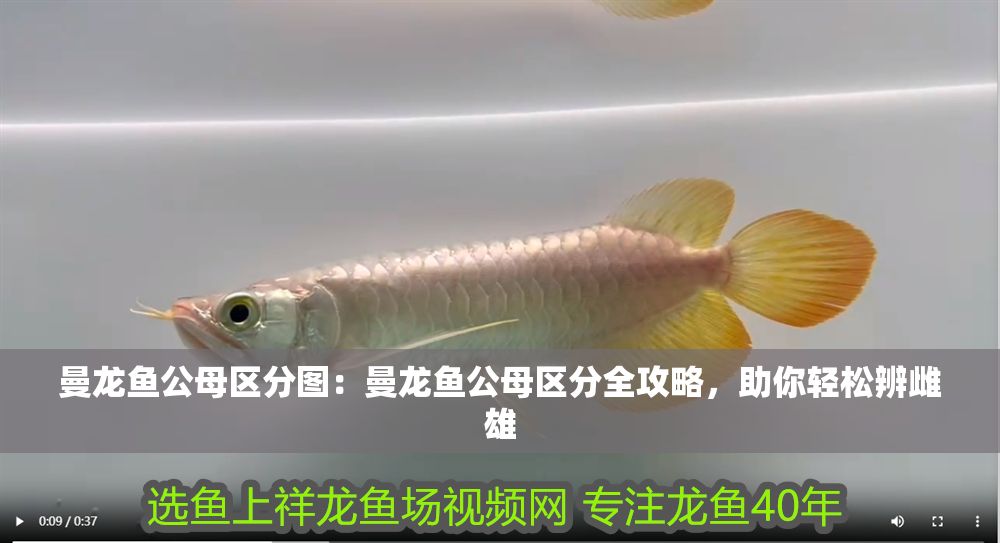 曼龍魚公母區分圖：曼龍魚公母區分全攻略，助你輕松辨雌雄