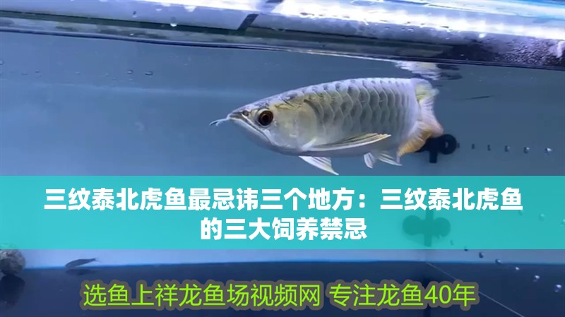三紋泰北虎魚最忌諱三個地方：三紋泰北虎魚的三大飼養禁忌