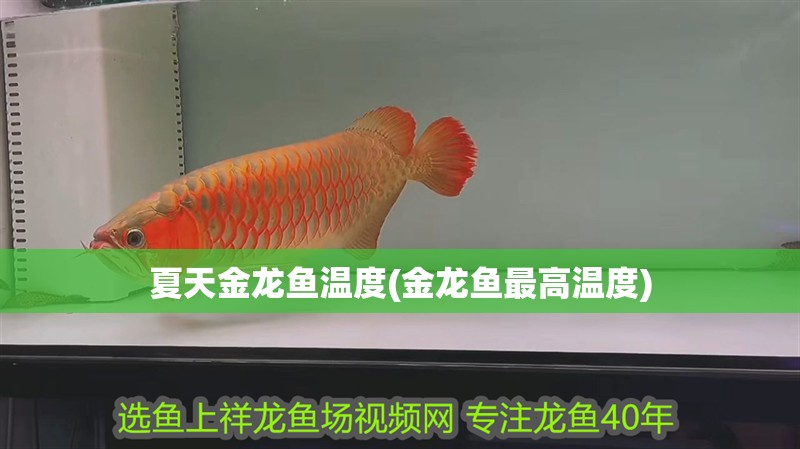 夏天金龍魚溫度(金龍魚最高溫度)