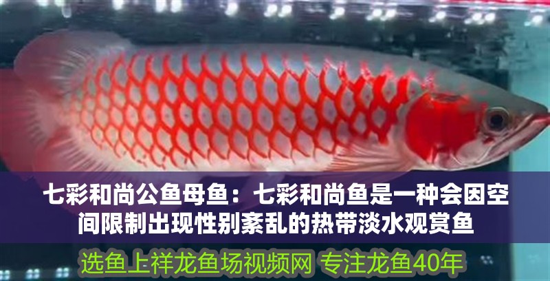 七彩和尚公魚母魚：七彩和尚魚是一種會因空間限制出現(xiàn)性別紊亂的熱帶淡水觀賞魚