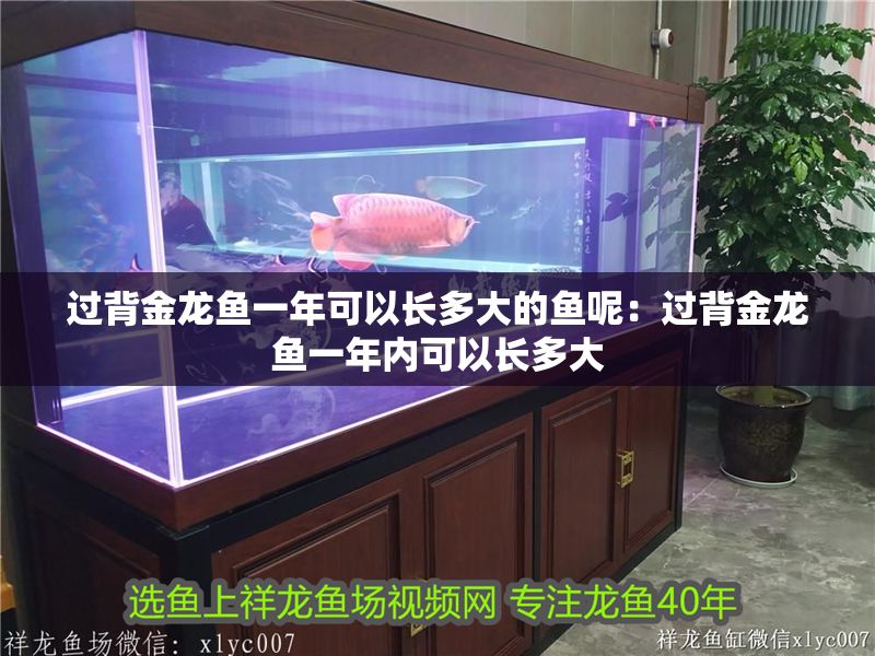 過背金龍魚一年可以長多大的魚呢：過背金龍魚一年內(nèi)可以長多大