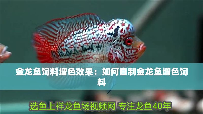 金龍魚飼料增色效果：如何自制金龍魚增色飼料