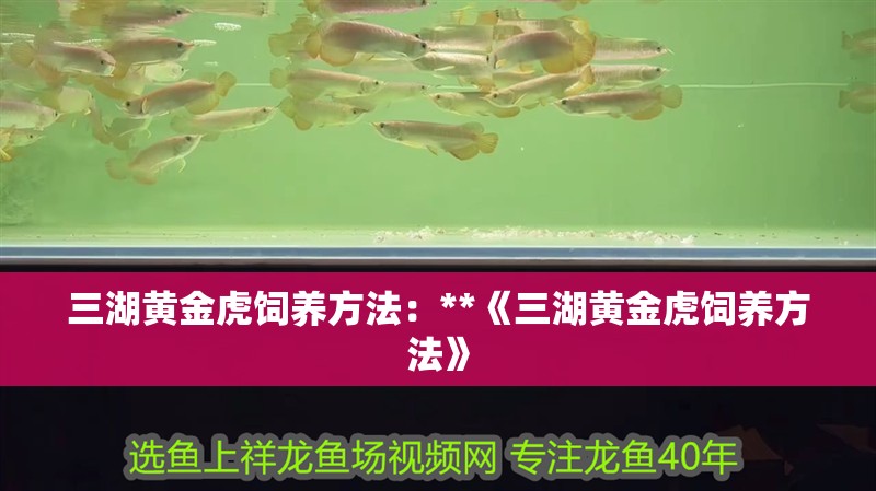 三湖黃金虎飼養方法：**《三湖黃金虎飼養方法》
