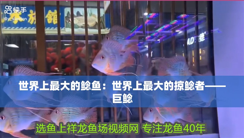 世界上最大的鯰魚:世界上最大的掠鯰者——巨鯰 龍魚論壇 世界上最大的鯰魚:世界上最大的掠鯰者——巨鯰 世界上最大的鯰魚:世界上最大的掠鯰者——巨鯰 龍魚論壇