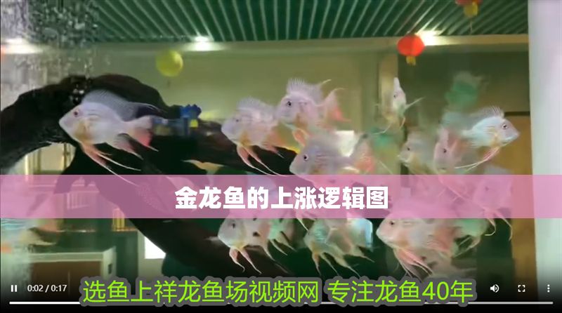 金龍魚的上漲邏輯圖