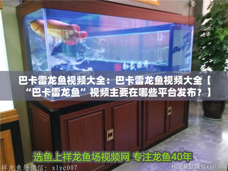 巴卡雷龍魚視頻大全:巴卡雷龍魚視頻大全【“巴卡雷龍魚”視頻主要在哪些平臺發(fā)布?】 水族問答 巴卡雷龍魚視頻大全:巴卡雷龍魚視頻大全【“巴卡雷龍魚”視頻主要在哪些平臺發(fā)布?】 巴卡雷龍魚視頻大全:巴卡雷龍魚視頻大全【“巴卡雷龍魚”視頻主要在哪些平臺發(fā)布?】 水族問答