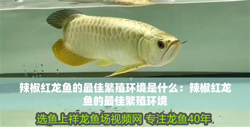 辣椒紅龍魚的最佳繁殖環(huán)境是什么：辣椒紅龍魚的最佳繁殖環(huán)境