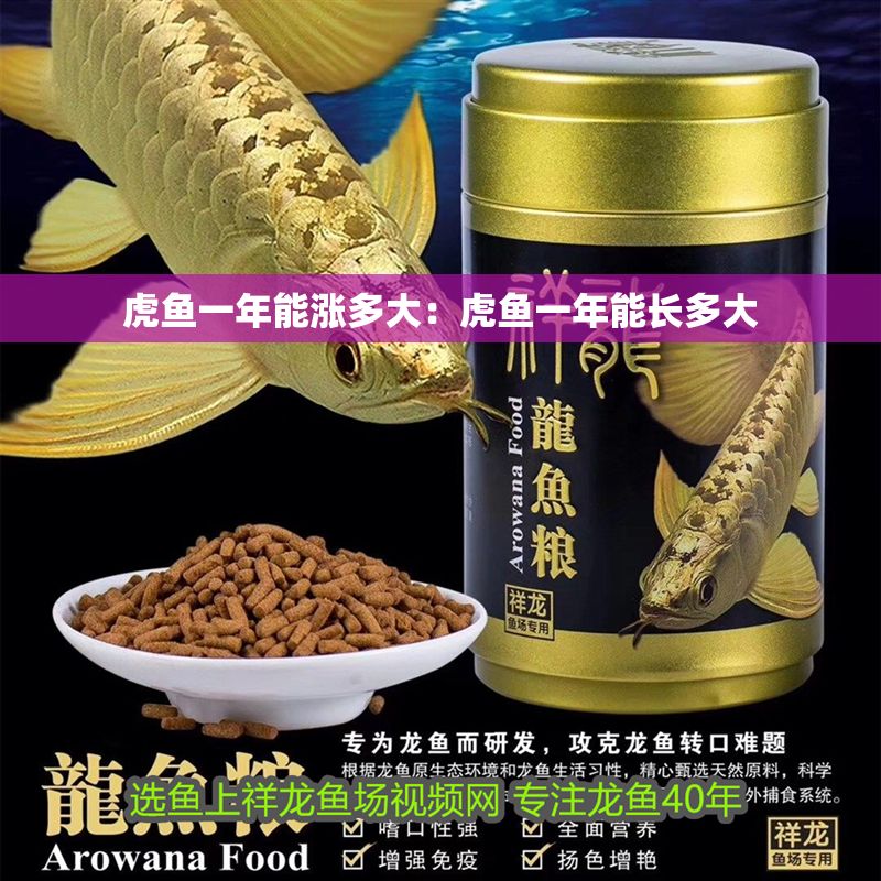 虎魚一年能漲多大：虎魚一年能長多大 虎魚一年能漲多大：虎魚一年能長多大 虎魚百科 第1張
