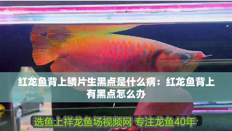 紅龍魚背上鱗片生黑點是什么病：紅龍魚背上有黑點怎么辦