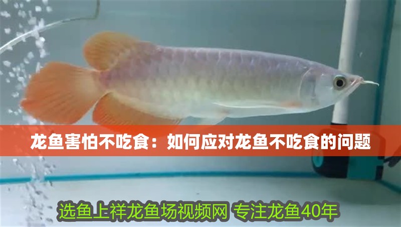 龍魚害怕不吃食：如何應對龍魚不吃食的問題