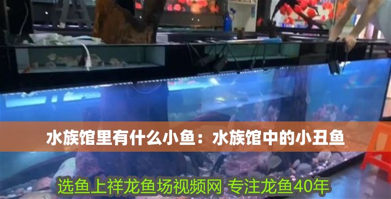 水族館里有什么小魚：水族館中的小丑魚 水族館里有什么小魚：水族館中的小丑魚 水族館百科（水族館加盟） 第1張