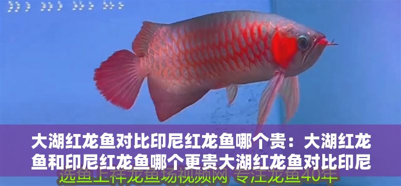 大湖紅龍魚對比印尼紅龍魚哪個貴：大湖紅龍魚和印尼紅龍魚哪個更貴大湖紅龍魚對比印尼紅龍魚哪個貴