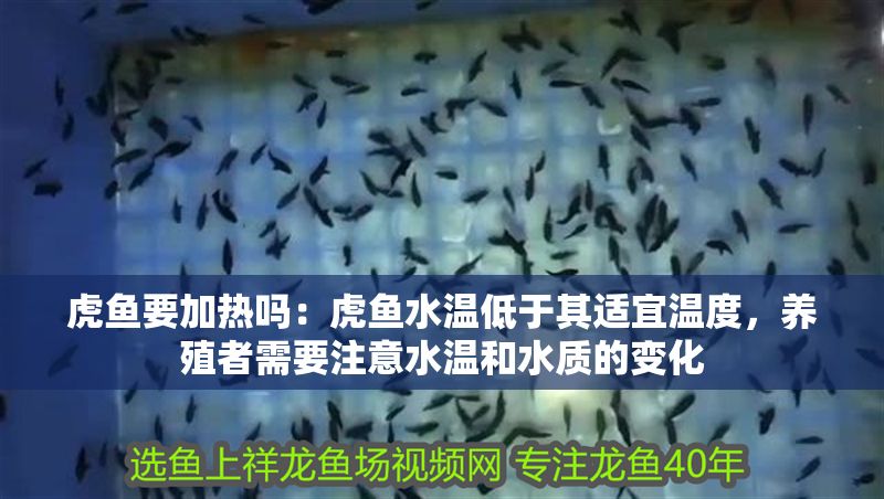虎魚要加熱嗎：虎魚水溫低于其適宜溫度，養殖者需要注意水溫和水質的變化
