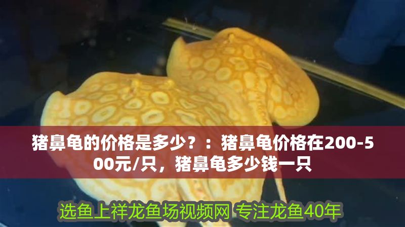 豬鼻龜的價格是多少？：豬鼻龜價格在200-500元/只，豬鼻龜多少錢一只