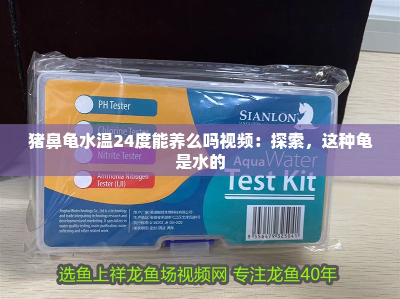 豬鼻龜水溫24度能養么嗎視頻：探索，這種龜是水的