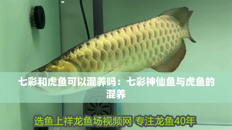 七彩和虎魚可以混養(yǎng)嗎：七彩神仙魚與虎魚的混養(yǎng) 七彩和虎魚可以混養(yǎng)嗎：七彩神仙魚與虎魚的混養(yǎng) 龍魚論壇