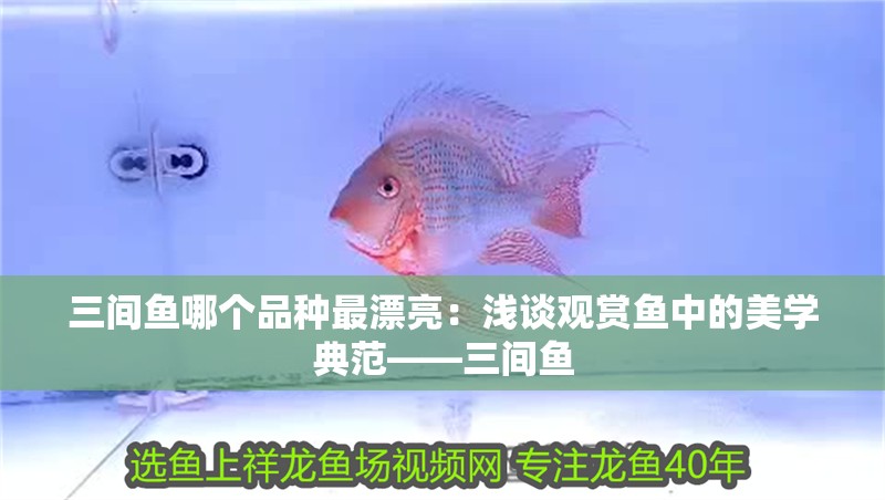三間魚(yú)哪個(gè)品種最漂亮：淺談?dòng)^賞魚(yú)中的美學(xué)典范——三間魚(yú)