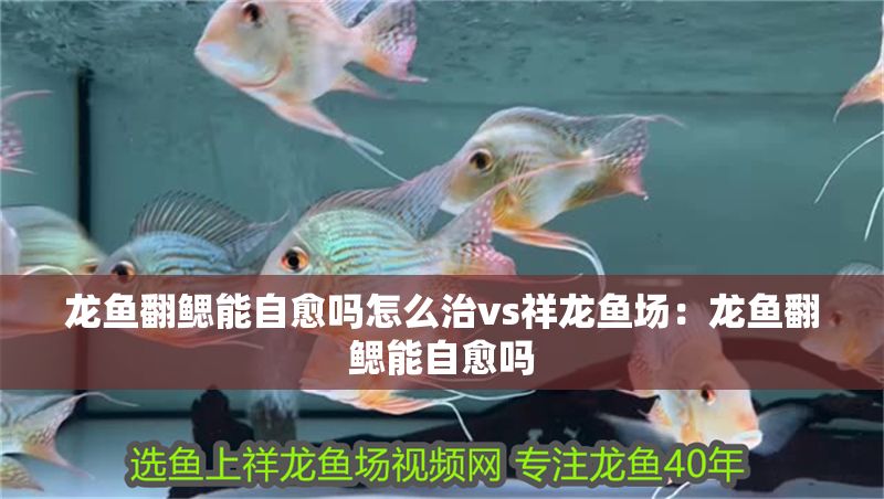 龍魚翻鰓能自愈嗎怎么治vs祥龍魚場：龍魚翻鰓能自愈嗎 龍魚翻鰓能自愈嗎怎么治vs祥龍魚場：龍魚翻鰓能自愈嗎 vs祥龍魚場