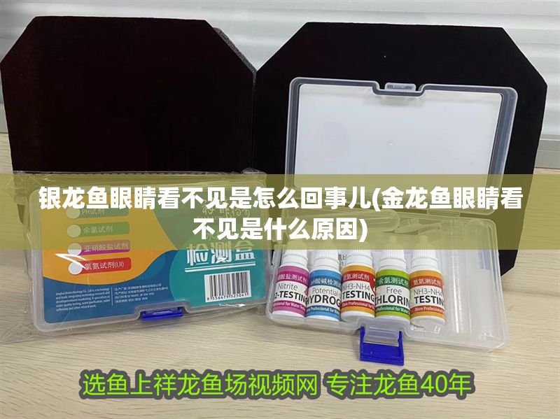 銀龍魚眼睛看不見是怎么回事兒(金龍魚眼睛看不見是什么原因)