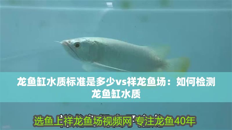 龍魚缸水質(zhì)標(biāo)準(zhǔn)是多少vs祥龍魚場：如何檢測龍魚缸水質(zhì)