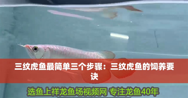 三紋虎魚最簡(jiǎn)單三個(gè)步驟：三紋虎魚的飼養(yǎng)要訣