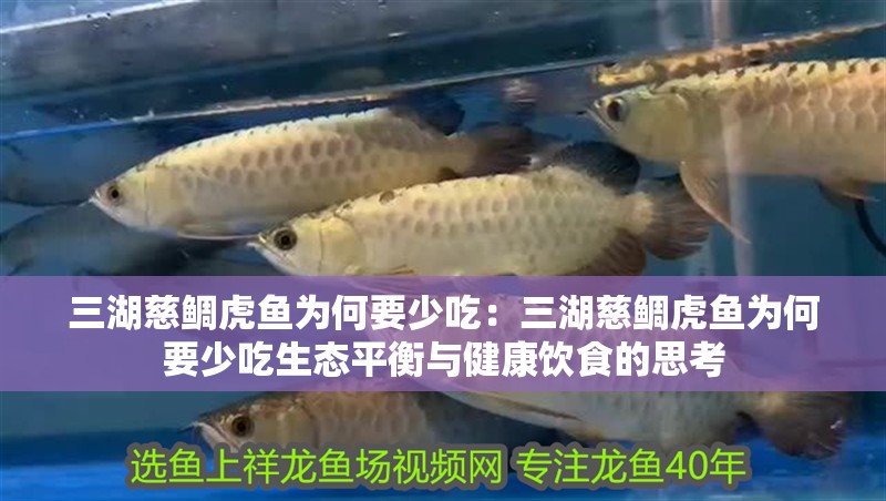 三湖慈鯛虎魚為何要少吃：三湖慈鯛虎魚為何要少吃生態平衡與健康飲食的思考