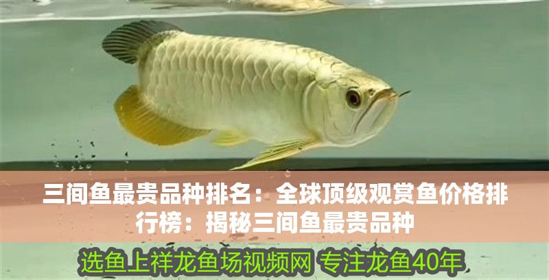 三間魚最貴品種排名：全球頂級(jí)觀賞魚價(jià)格排行榜：揭秘三間魚最貴品種