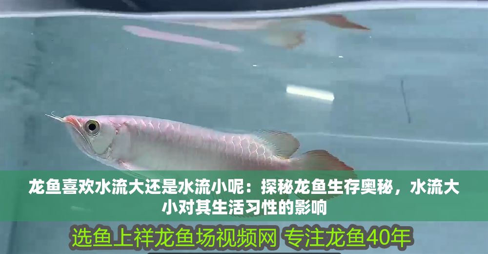 龍魚喜歡水流大還是水流小呢：探秘龍魚生存奧秘，水流大小對(duì)其生活習(xí)性的影響