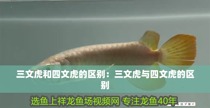 三文虎和四文虎的區別：三文虎與四文虎的區別