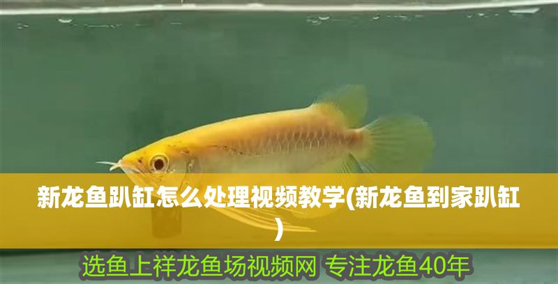 新龍魚趴缸怎么處理視頻教學(新龍魚到家趴缸)