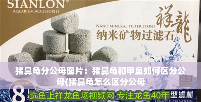 豬鼻龜分公母圖片：豬鼻龜和甲魚如何區分公母(豬鼻龜怎么區分公母 豬鼻龜分公母圖片：豬鼻龜和甲魚如何區分公母(豬鼻龜怎么區分公母 豬鼻龜百科 第1張