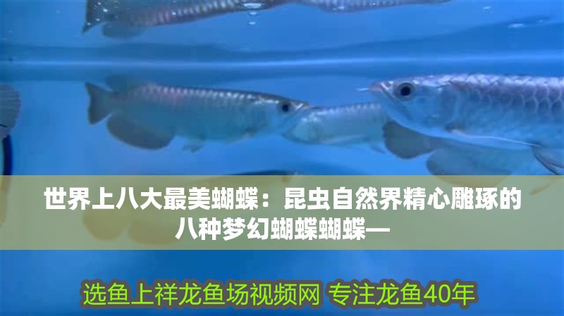 世界上八大最美蝴蝶：昆蟲自然界精心雕琢的八種夢幻蝴蝶蝴蝶—