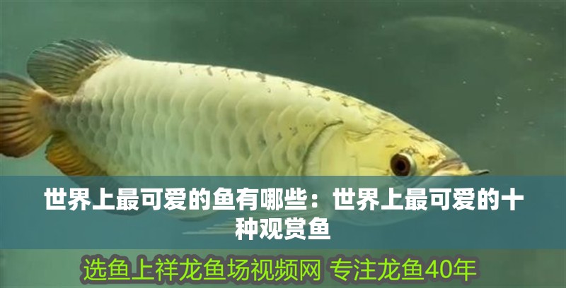 世界上最可愛(ài)的魚(yú)有哪些：世界上最可愛(ài)的十種觀賞魚(yú)