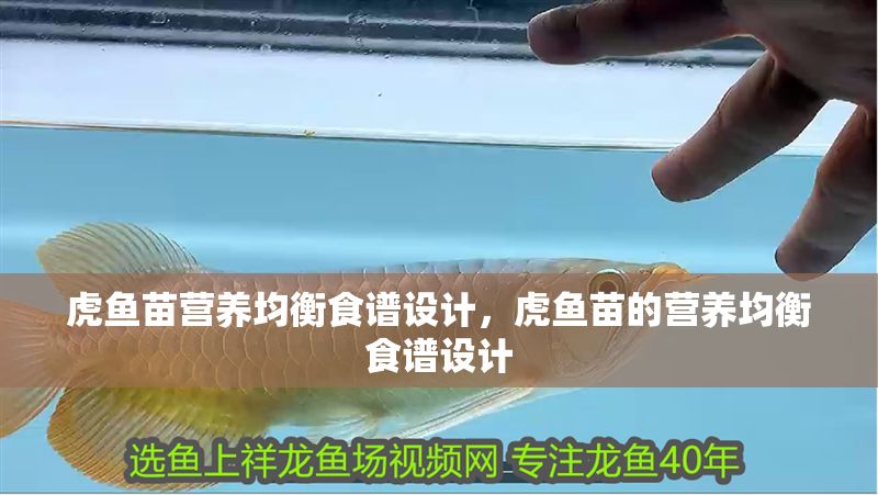 虎魚苗營養(yǎng)均衡食譜設(shè)計，虎魚苗的營養(yǎng)均衡食譜設(shè)計