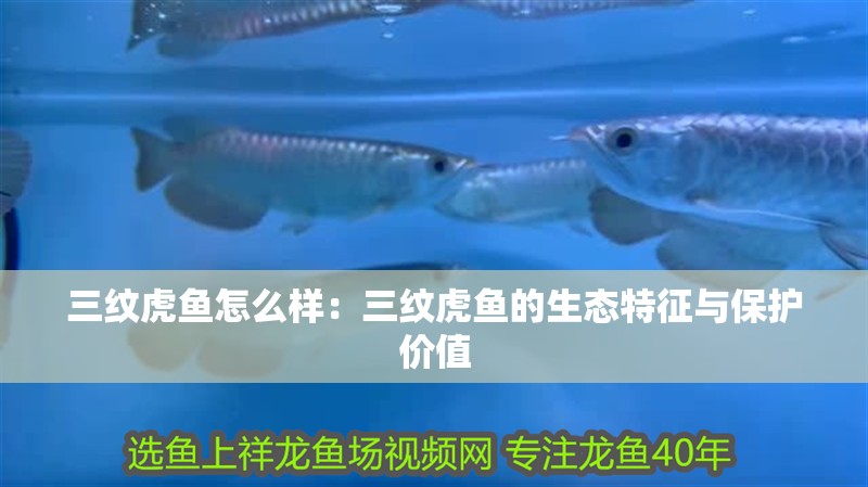 三紋虎魚怎么樣：三紋虎魚的生態(tài)特征與保護價值 三紋虎魚怎么樣：三紋虎魚的生態(tài)特征與保護價值 龍魚論壇