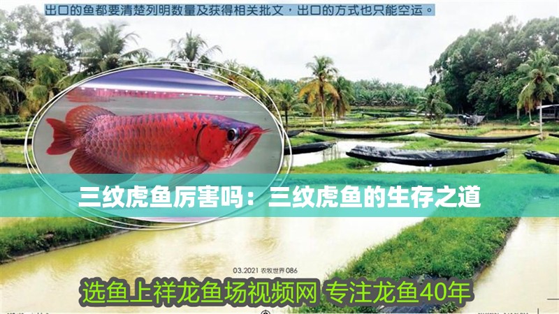 三紋虎魚(yú)厲害嗎:三紋虎魚(yú)的生存之道 龍魚(yú)論壇 三紋虎魚(yú)厲害嗎:三紋虎魚(yú)的生存之道 三紋虎魚(yú)厲害嗎:三紋虎魚(yú)的生存之道 龍魚(yú)論壇