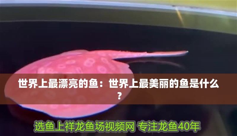世界上最漂亮的魚：世界上最美麗的魚是什么？