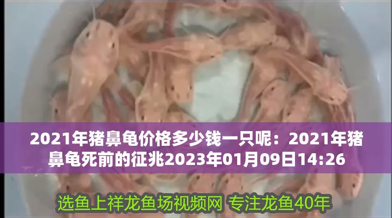 2021年豬鼻龜價格多少錢一只呢：2021年豬鼻龜死前的征兆2023年01月09日14:26 2021年豬鼻龜價格多少錢一只呢：2021年豬鼻龜死前的征兆2023年01月09日14:26 豬鼻龜百科 第1張