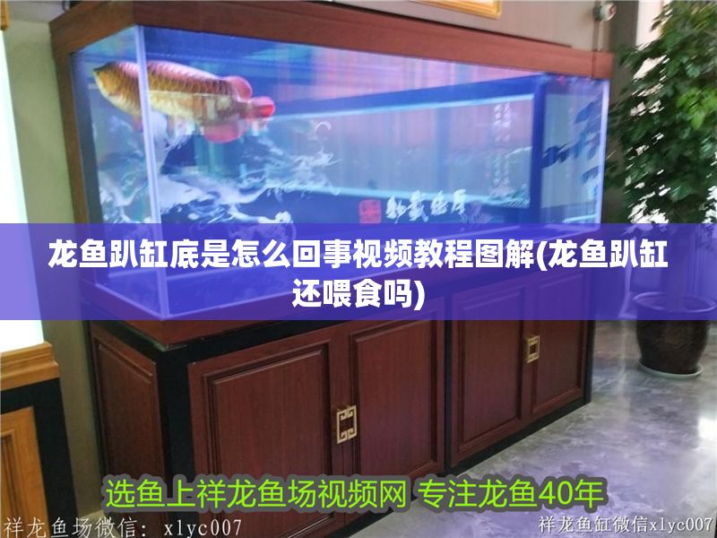 龍魚趴缸底是怎么回事視頻教程圖解(龍魚趴缸還喂食嗎)