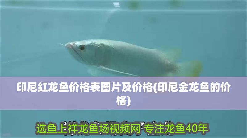 印尼紅龍魚價格表圖片及價格(印尼金龍魚的價格)