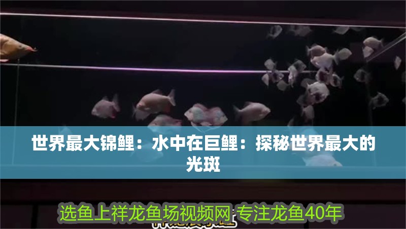 世界最大錦鯉：水中在巨鯉：探秘世界最大的光斑