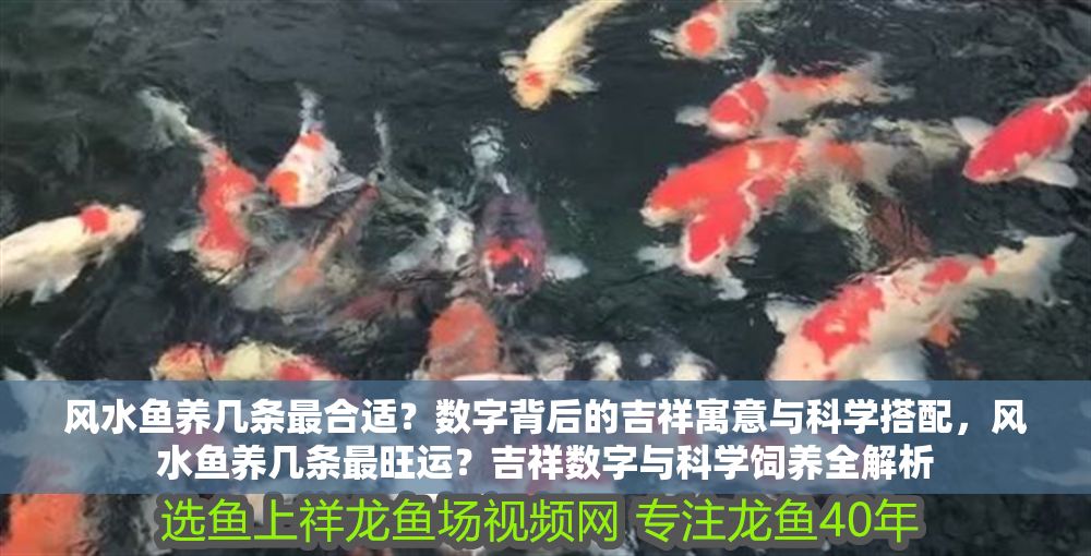 風水魚養幾條最合適？數字背后的吉祥寓意與科學搭配，風水魚養幾條最旺運？吉祥數字與科學飼養全解析 風水魚養幾條最合適？數字背后的吉祥寓意與科學搭配，風水魚養幾條最旺運？吉祥數字與科學飼養全解析 龍魚百科 第1張