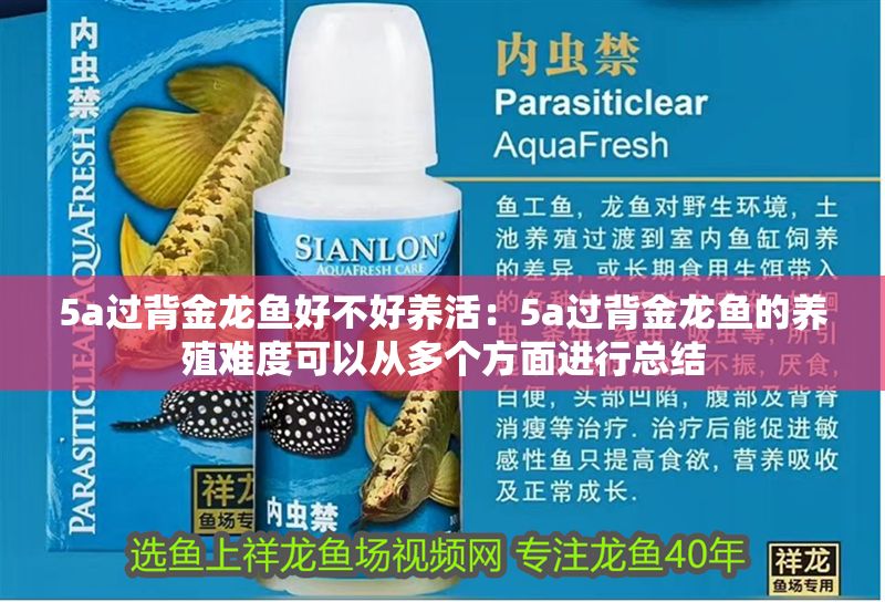 5a過背金龍魚好不好養活：5a過背金龍魚的養殖難度可以從多個方面進行總結