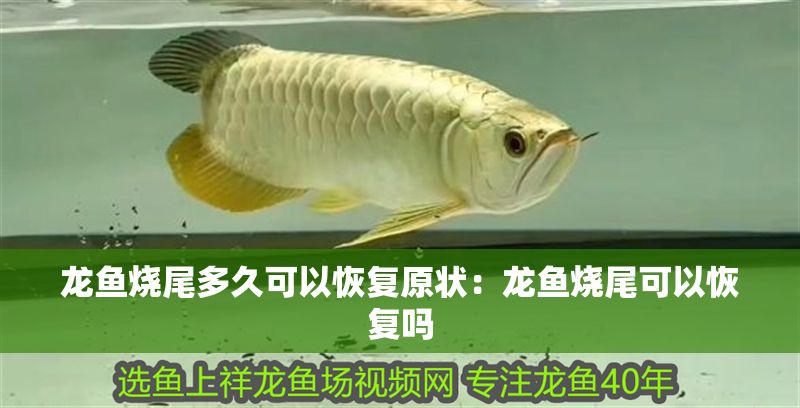 龍魚燒尾多久可以恢復原狀：龍魚燒尾可以恢復嗎
