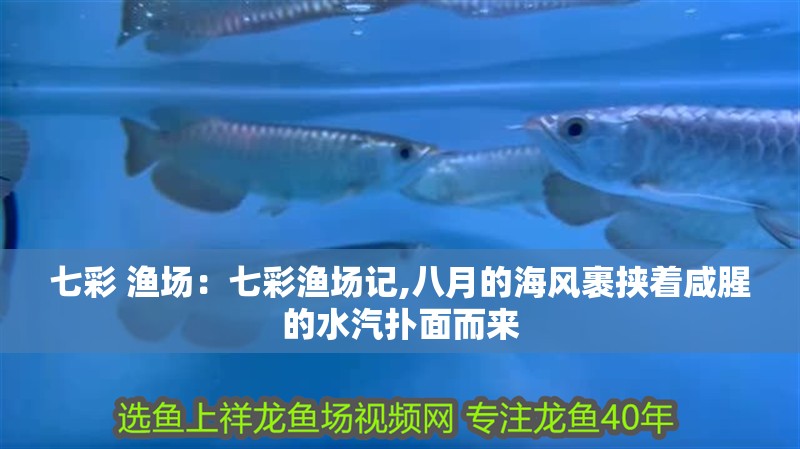 七彩 漁場：七彩漁場記,八月的海風裹挾著咸腥的水汽撲面而來