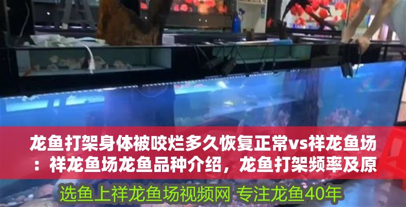 龍魚打架身體被咬爛多久恢復正常vs祥龍魚場：祥龍魚場龍魚品種介紹，龍魚打架頻率及原因分析