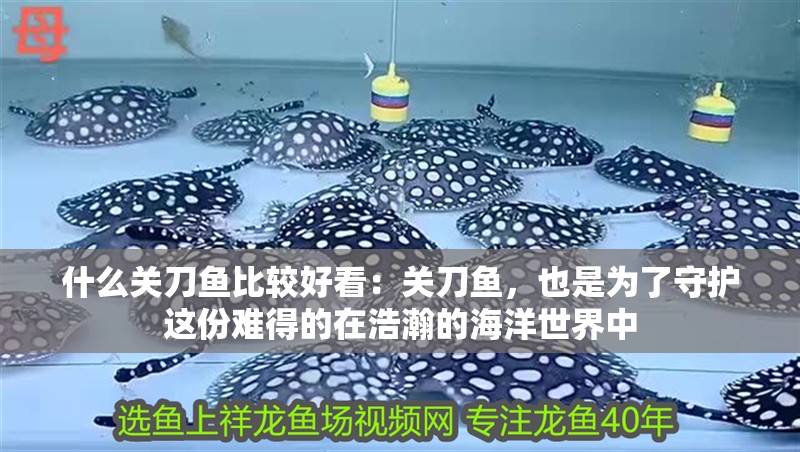 什么關(guān)刀魚比較好看：關(guān)刀魚，也是為了守護(hù)這份難得的在浩瀚的海洋世界中