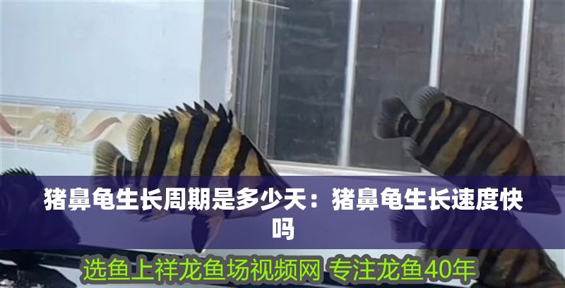 豬鼻龜生長周期是多少天：豬鼻龜生長速度快嗎 豬鼻龜生長周期是多少天：豬鼻龜生長速度快嗎 豬鼻龜百科 第1張